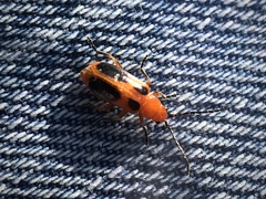 Phyllobrotica sororia