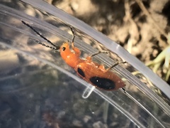 Phyllobrotica sororia