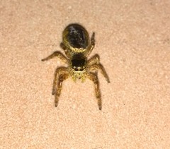 Salticidae