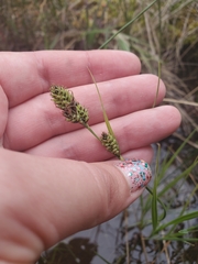 Carex buxbaumii