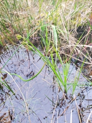 Carex buxbaumii