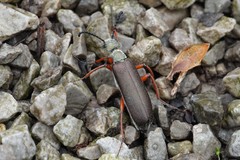 Lytta aenea
