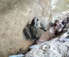 Lithobates tarahumarae