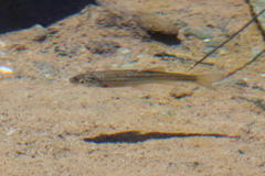 Hesperoleucus symmetricus