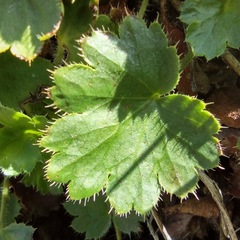 Heuchera hirsutissima