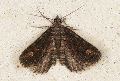 Eucymatoge scotodes