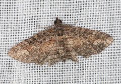 Eucymatoge scotodes