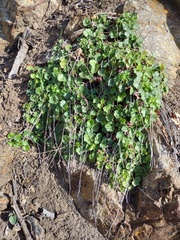 Heuchera hirsutissima