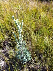 Brunia sphaerocephala