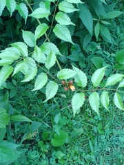 Campsis