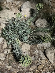 Myrsiniteae