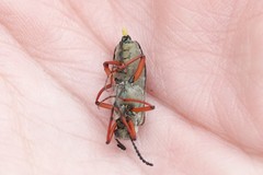 Lytta aenea