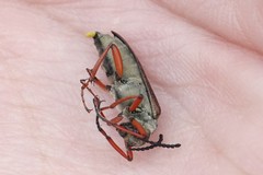 Lytta aenea
