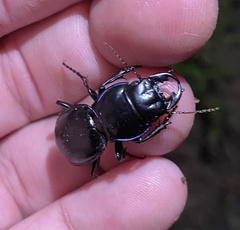 Pasimachus depressus