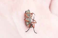 Lytta aenea