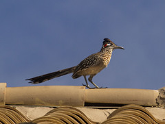 Geococcyx californianus