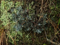 Pseudocyphellaria neglecta