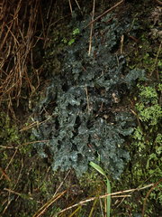 Pseudocyphellaria neglecta