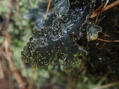 Pseudocyphellaria neglecta