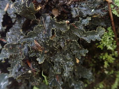 Pseudocyphellaria neglecta
