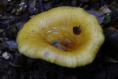 Austropaxillus muelleri