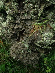 Pseudocyphellaria neglecta