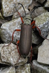 Lytta aenea