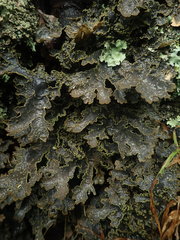 Pseudocyphellaria neglecta