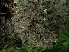Pseudocyphellaria neglecta