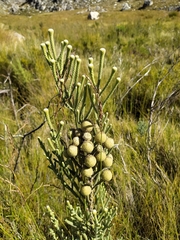 Brunia sphaerocephala