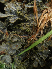 Pseudocyphellaria neglecta