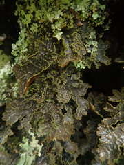 Pseudocyphellaria neglecta