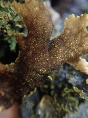 Pseudocyphellaria neglecta