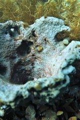 Psammocinia
