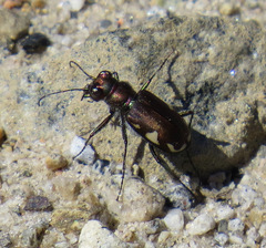 Cicindela scutellaris lecontei
