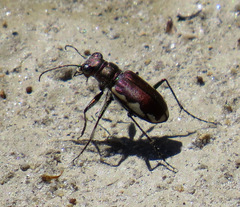 Cicindela scutellaris lecontei