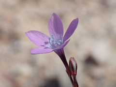 Gilia tenuiflora