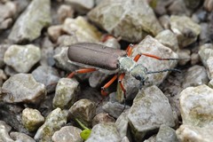 Lytta aenea