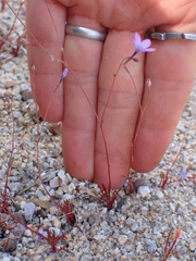 Gilia tenuiflora