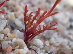 Gilia tenuiflora