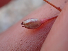 Gilia tenuiflora