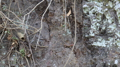 Sceloporus variabilis