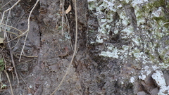 Sceloporus variabilis