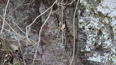 Sceloporus variabilis