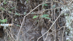 Sceloporus variabilis