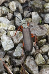 Lytta aenea