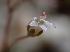 Nemacladus secundiflorus robbinsii