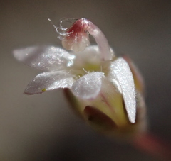 Nemacladus secundiflorus robbinsii