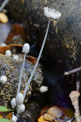 Coprinopsis stercorea
