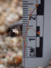 Nemacladus secundiflorus robbinsii